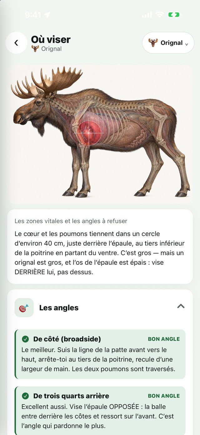 Planche anatomique de l’orignal et angles de tir
